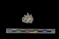 藏品(紫口岩螺)的圖片